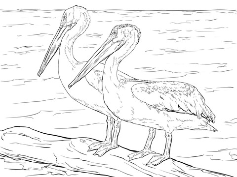 American White Pelicans Coloring Page